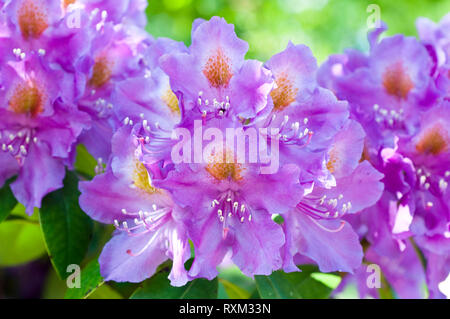 In der Nähe von blühenden Rhododendron 'Purple Heart' Stockfoto