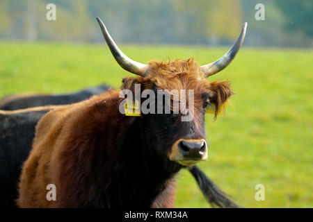 Die alte Rasse von Kühen in der Tschechischen Republik gezüchtet werden. Stockfoto