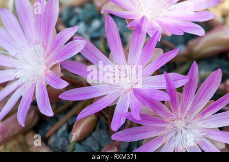 Alpenblume Lewisia redviva, common name Bitterroot Stockfoto