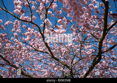 Japanese flowering cherry gegen den blauen Himmel im Frühjahr, England, Großbritannien Stockfoto