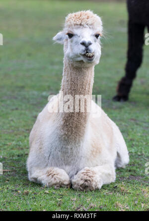 Weiß Lama, Lama glama, Porträt liegen auf einem Gras mit Lächeln auf den Lippen und Zähne in die Kamera schaut Stockfoto