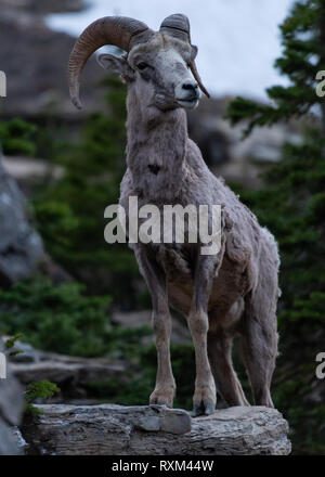 Ragged Big Horn Schafe Posen auf Rock in Montana Wilderness Stockfoto