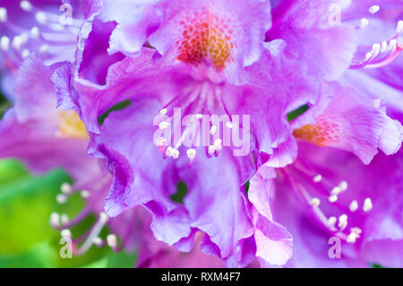 In der Nähe von blühenden Rhododendron 'Purple Heart' Stockfoto