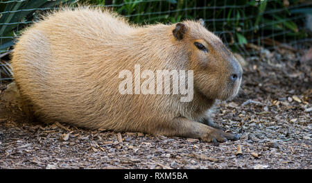 Die riesigen braunen capybara, Hydrochoerus hydrochaeris, liegen auf dem Sand in der Sonne Stockfoto