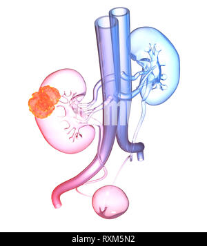 Harnwege einer Frau mit Nieren, Nebennieren, Arterien, Venen, Harnleiter und Harnblase, Stockfoto