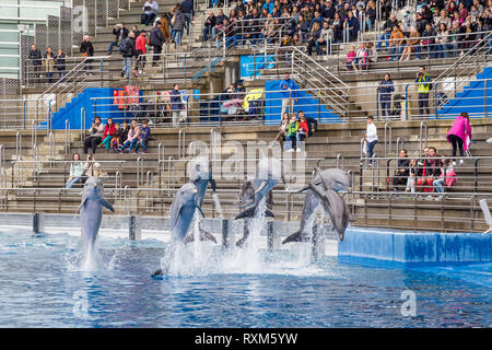 Valencia, Spanien - Dezember 04, 2016: Sprünge Delfine in Oceanografic in Valencia, Spanien Stockfoto