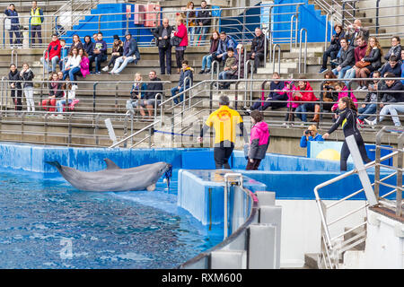 Valencia, Spanien - Dezember 04, 2016: Sprünge Delfine in Oceanografic in Valencia, Spanien Stockfoto