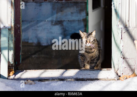 Eine dreifarbige Katze am Eingang von einem alten, verwitterten Gebäude sitzen. Stockfoto