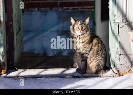 Eine dreifarbige Katze am Eingang von einem alten, verwitterten Gebäude sitzen. Stockfoto