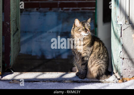 Eine dreifarbige Katze am Eingang von einem alten, verwitterten Gebäude sitzen. Stockfoto