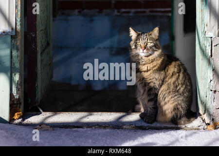 Eine dreifarbige Katze am Eingang von einem alten, verwitterten Gebäude sitzen. Stockfoto