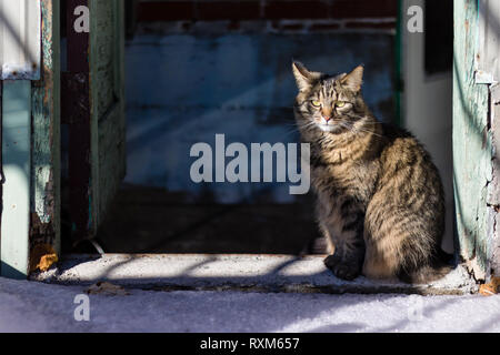 Eine dreifarbige Katze am Eingang von einem alten, verwitterten Gebäude sitzen. Stockfoto