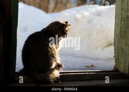 Eine dreifarbige Katze am Eingang von einem alten, verwitterten Gebäude sitzen. Eine Katze schaut auf den Boden. Stockfoto