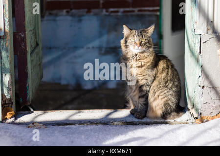 Eine dreifarbige Katze am Eingang von einem alten, verwitterten Gebäude sitzen. Stockfoto