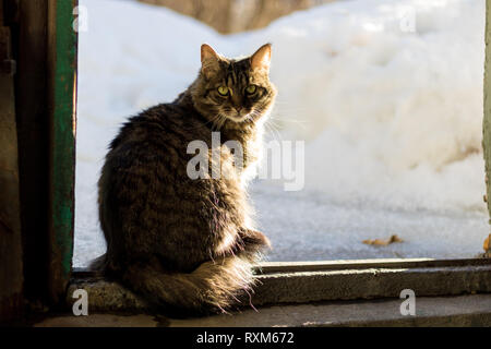 Eine dreifarbige Katze am Eingang von einem alten, verwitterten Gebäude sitzen. Stockfoto