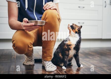 Das häusliche Leben mit Haustier. Mann hält Schüssel mit Fütterung für seine hungrige Katze. Stockfoto