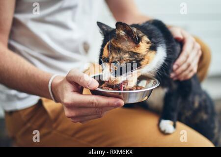 Das häusliche Leben mit Haustier. Mann hält Schüssel mit Fütterung für seine hungrige Katze. Stockfoto