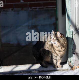 Eine dreifarbige Katze am Eingang von einem alten, verwitterten Gebäude sitzen. Stockfoto