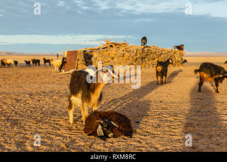 Ziegen in der Nähe von Berber Haus in der Wüste Sahara bei Sonnenaufgang, Marokko Stockfoto