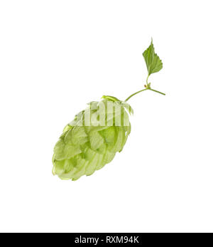 Schließen Sie einen Kegel von frischem Grün hop auf Ast mit Blätter, Zutat für Bier oder Kräutermedizin, auf weißem Hintergrund, Low Angle Seitenansicht Stockfoto