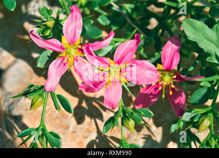 Die rote Wüste Blumen close up Stockfoto