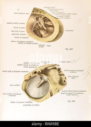 Anatomie des menschlichen Ohres. Stockfoto