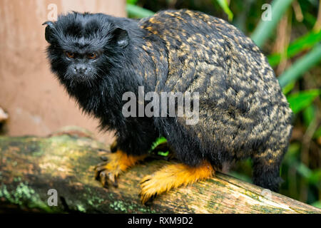Golden übergeben Tamarin. Tamarin Saguinus midas Sitzung am Zweig. Stockfoto
