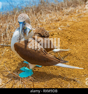 Ein paar Blue footed boobies (Sula nebouxii) Umarmen während einer balztanz am Espanola Island, Galapagos Islands National Park, Ecuador. Stockfoto