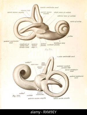 Anatomie des menschlichen Ohres. Stockfoto