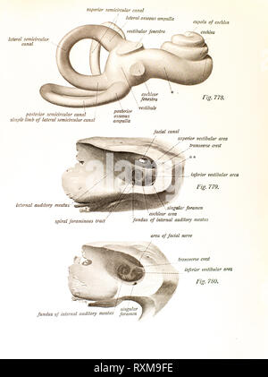 Anatomie des menschlichen Ohres. Stockfoto