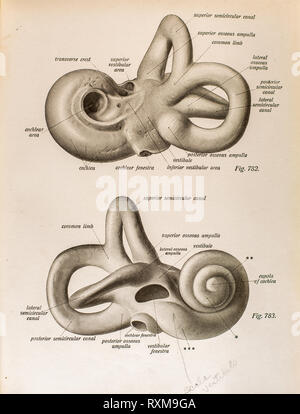 Anatomie des menschlichen Ohres. Stockfoto