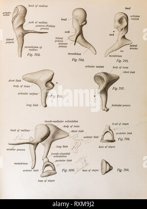 Anatomie des menschlichen Ohres. Stockfoto