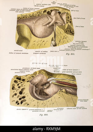 Anatomie des menschlichen Ohres. Stockfoto