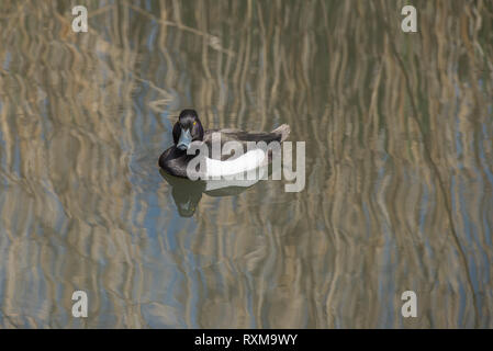 Männliche Reiherente schwimmend auf einem See. Stockfoto