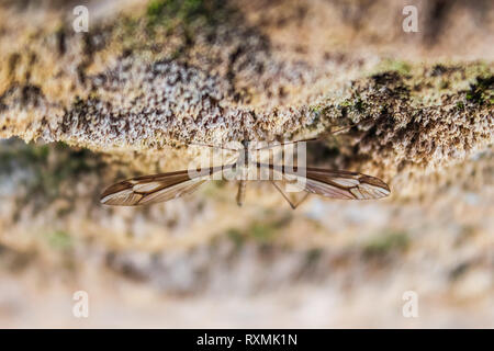 Moskito Kran mit großen Flügeln auf einem Stein Fliegen Stockfoto