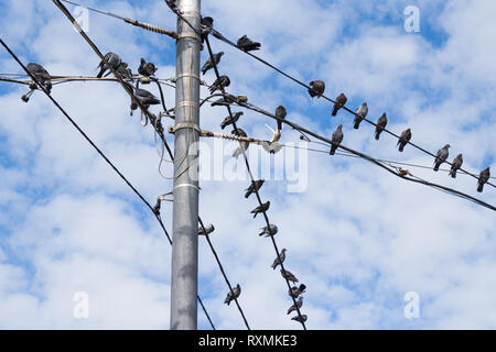 Tauben auf elektrische konkrete Pol. Gruppe von Vogel ruht auf Kabel Stockfoto