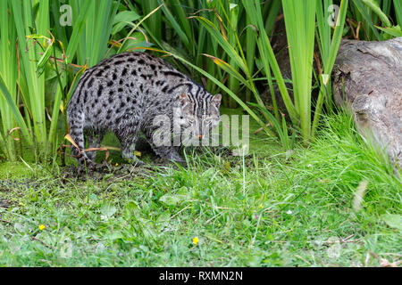 Fischen-Katze Stockfoto