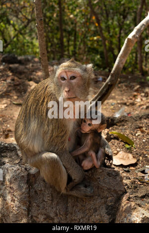 Kambodscha, Phnom Penh, Oudong, Rhesus Macaque Mutter mit jungen Nachwuchs Stockfoto