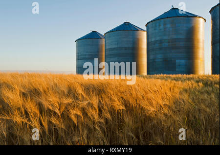 Der Heranreifenden Gerste Feld mit Getreide Lagerung Behälter/Silos in den Hintergrund, die in der Nähe von Carey, Manitoba, Kanada Stockfoto