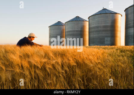 Ein Mann in einer heranreifenden Gerste Feld mit Getreide Lagerung Behälter/Silos in den Hintergrund, die in der Nähe von Carey, Manitoba, Kanada Stockfoto