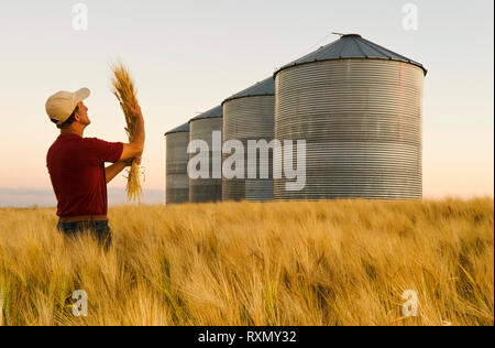 Ein Mann in einer heranreifenden Gerste Feld mit Getreide Lagerung Behälter/Silos in den Hintergrund, die in der Nähe von Carey, Manitoba, Kanada Stockfoto