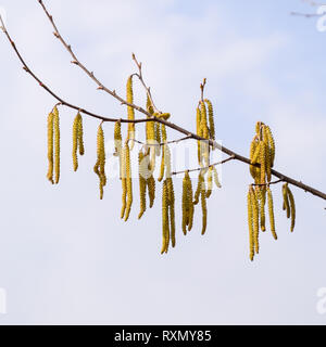 Blühende Hasel Haselnuss. Hazel Kätzchen auf Zweigen Stockfoto