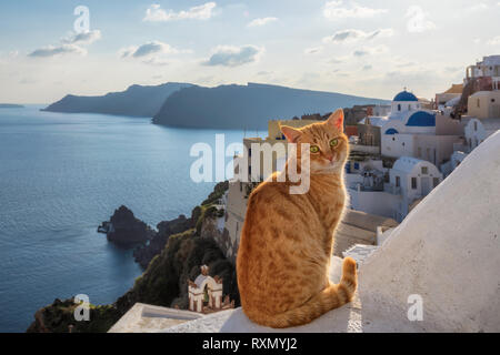 Red cat bei Sonnenuntergang auf Santorini Insel Stockfoto