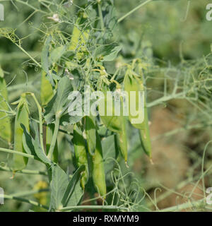 Grüne Erbsen im Feld. Wachsende Erbsen in das Feld ein. Die Ventilschäfte und Schoten von Erbsen. Stockfoto