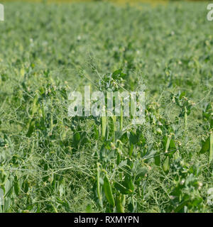 Grüne Erbsen im Feld. Wachsende Erbsen in das Feld ein. Die Ventilschäfte und Schoten von Erbsen. Stockfoto