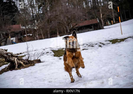 So spielen Sie "Wild Mongrel Hund im Schnee und auf seine Hinterbeine Stockfoto