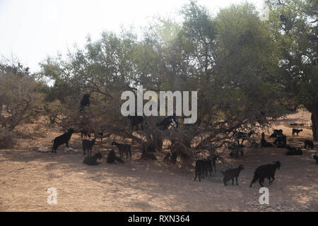 Marokkanischen Ziegen in einem Arganbaum essen Argan Muttern. Stockfoto