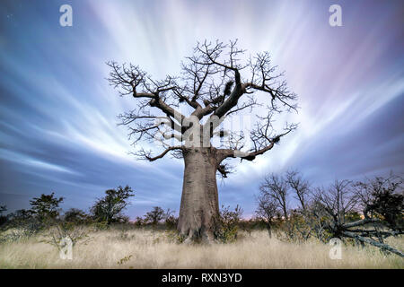 Ein Baobab Baum in der Dämmerung in Botswana. Stockfoto