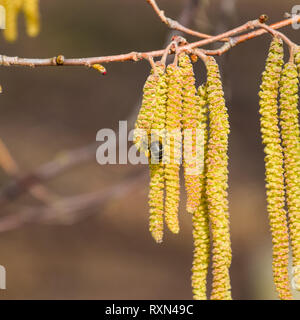 Bestäubung durch Bienen Ohrringe Haselnuss. Blühende Hasel Haselnuss. Hazel Kätzchen auf Zweigen Stockfoto