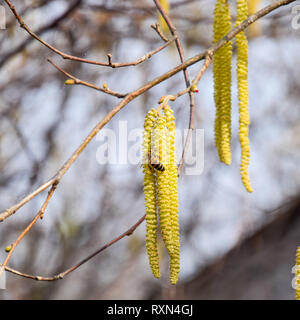 Bestäubung durch Bienen Ohrringe Haselnuss. Blühende Hasel Haselnuss. Hazel Kätzchen auf Zweigen Stockfoto